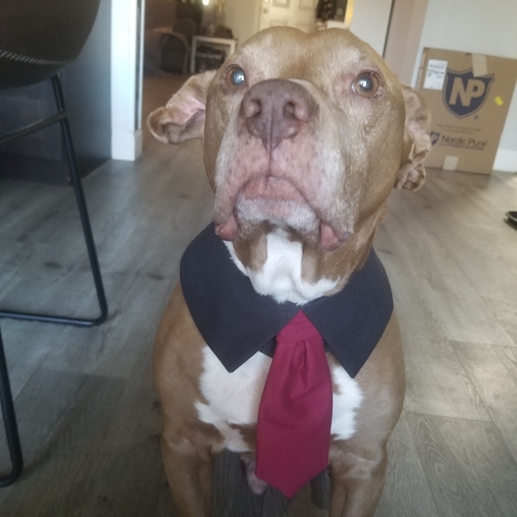 Dog lapel and tie in many colors - Picture 6 of 7